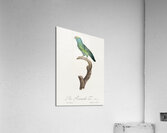 Tui parakeet  Acrylic Print