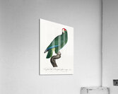 Rose-throated parrot  Acrylic Print