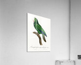 Cuban parrot  Acrylic Print