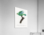 Marigold parakeet Acrylic Print