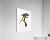 Plum-headed parakeet  Acrylic Print