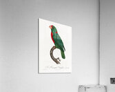 Jardines parrot  Acrylic Print