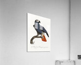 African grey parrot  Acrylic Print