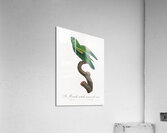 Sumba lorikeet  Acrylic Print