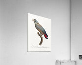 Bronze-winged parrot  Impression acrylique