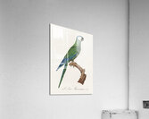 Red-bellied macaw  Acrylic Print