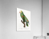 Yellow-crowned amazon  Acrylic Print
