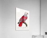 African grey parrot  Acrylic Print