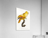 African grey parrot  Acrylic Print