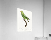 Red-cheeked parrot  Acrylic Print