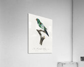 Swift parrot  Acrylic Print