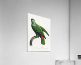 Festive parrot  Acrylic Print