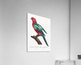 Australian king parrot  Acrylic Print