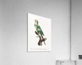 St Thomas conure  Acrylic Print