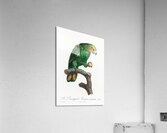 Orange-winged parrot  Acrylic Print