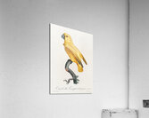 Rare yellow senegal parrot  Acrylic Print