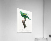 Canary-winged parakeet  Acrylic Print