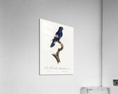 Sparman parakeet  Acrylic Print