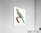 Illigers macaw  Acrylic Print