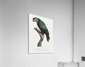 Red-billed pionus  Acrylic Print