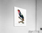 Western black-capped lory  Acrylic Print