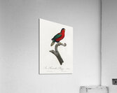 Pygmy parrot  Acrylic Print