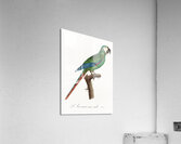 Illigers macaw  Acrylic Print