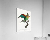 Orange-cheeked parrot  Acrylic Print