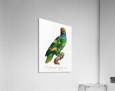 Dufresnes amazon  Acrylic Print