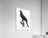 Greater vasa parrot  Acrylic Print