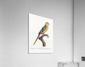 Yellow-fronted parakeet  Acrylic Print