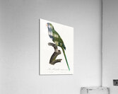 Quaker parrot  Acrylic Print