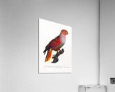 Eclectus parrot  Acrylic Print
