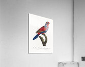 Red-and-blue lory  Acrylic Print