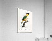 Black-Headed Parrot  Acrylic Print