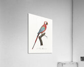 Scarlet macao  Acrylic Print