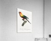 Sun parakeet  Acrylic Print