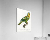 Blue-fronted amazon  Acrylic Print