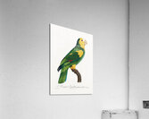 Yellow-shouldered amazon  Acrylic Print