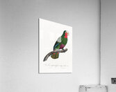 Rose-throated parrot  Acrylic Print