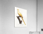 Lutino parakeet  Acrylic Print