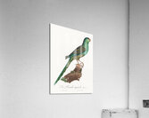 Ingambe parakeet  Acrylic Print