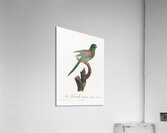 Red-throated conure  Acrylic Print
