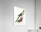 Ingambe parakeet  Acrylic Print