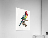 Eastern rosella  Acrylic Print