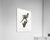 Red-throated conure  Acrylic Print