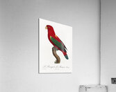 Chattering lory  Acrylic Print