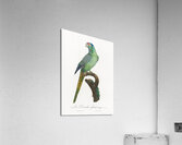 Red-fronted parakeet  Acrylic Print