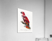 Eclectus parrot  Acrylic Print