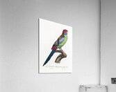 Broad-tailed parrot  Acrylic Print